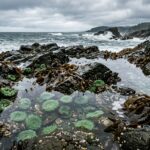 Guided Exploration Brings Oregon Tidepools to Life in Oceanside