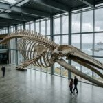 Giant Blue Whale Skeleton Unveiled at Newport’s Hatfield Marine Science Center
