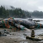 Oregon Scene Highlights Impact of Dead Whale Entanglement on Marine Ecosystems