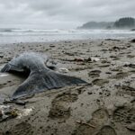 Illegal Removal of Thresher Shark Head Disrupts Research on Oregon Coast