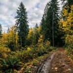 Silverton Oregon Weather: 7-Day Forecast and Local Updates for Residents and Travelers